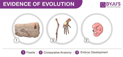 Evidence Of Evolution Fossils Comparative Anatomy And Embryo Development