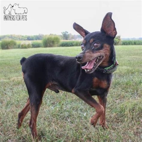 Miniature Pinscher Dog For Adoption In Troy Miniature Pinscher Dog