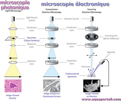 Microscopie électronique Définition Illustrée Et Explications