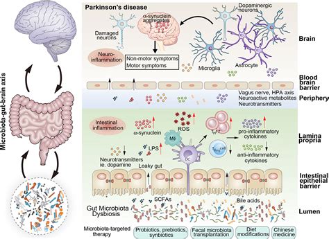 Frontiers Gut Microbiota A Novel Therapeutic Target For Parkinsons