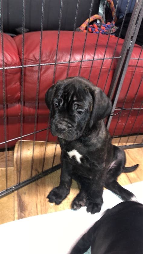 4 Female Cane Corso Puppies Ready Now Doncaster South Fawn Cane Corso