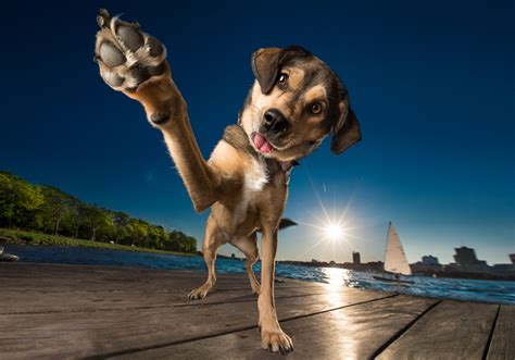 25 Dog Photography Tips And Ideas