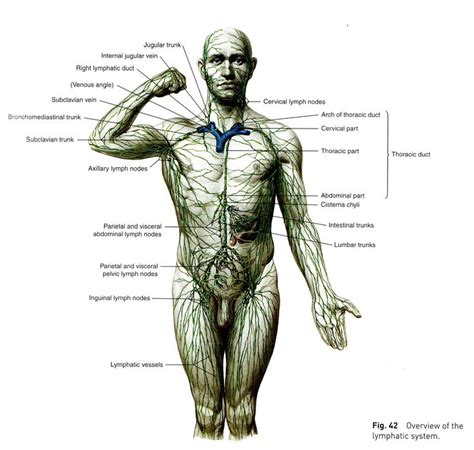 Cranial Explorations Lymphatic System Diagram Human Anatomy And