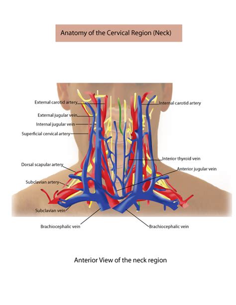 Veins And Arteries In Neck Overview Of The Head And Neck Region
