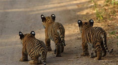 Three Tiger Cubs Sighted In Ranthambore National Park Video