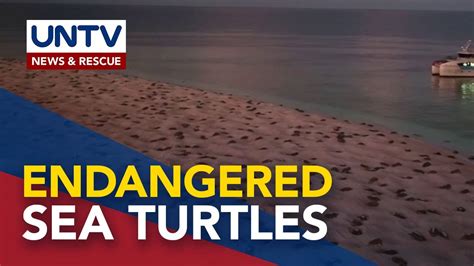 Drone Footage Captures Thousands Of Sea Turtles Nesting Near Australia