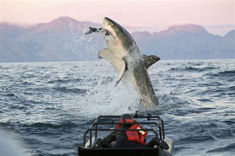 12 Adaptations Of The Great White Shark Always Learning