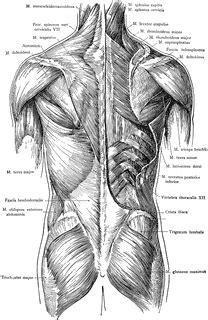 Anatomy of the human neck and torso. Posterior View of the Muscles of the Trunk | ClipArt ETC