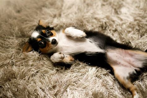 Rash On Your Dogs Belly Causes And Treatments Critter Culture