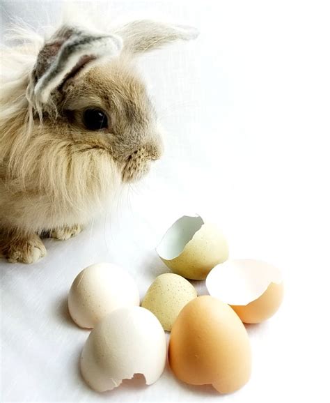 Bunny Rabbit Easter Free Photo On Pixabay Pixabay