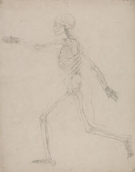 Human Skeleton Lateral View By George Stubbs