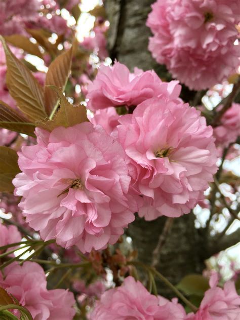 Prunus Kanzan A Type Of Flowering Cherry Tree Cultivar Rflower