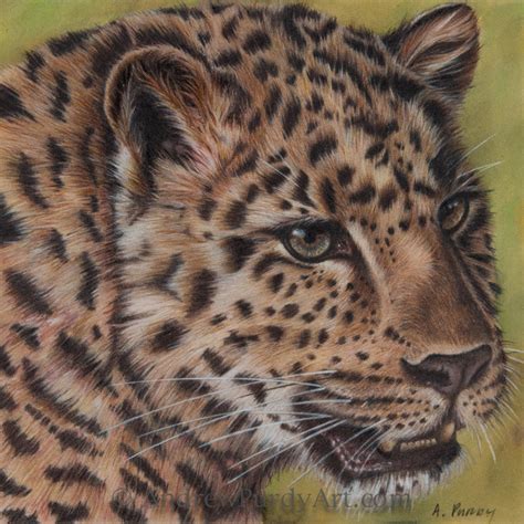 Drawing Amur Leopard Original Art By Art By Andrew Purdy