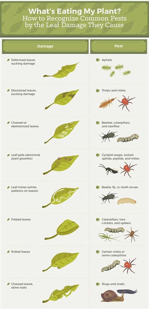 Common Garden Pests And How To Manage Them Infographic Homesteading Plant Pests Garden