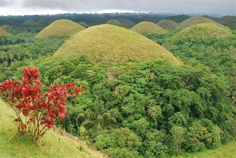 Panorama Bukit Cokelat Menakjubkan Di Provinsi Bohol