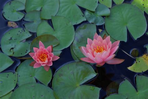 Lily Pad Images