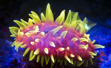 Coral Reefs Look Stunning Under Uv Light Others