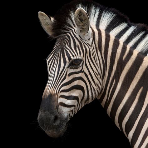 Plains Zebra National Geographic