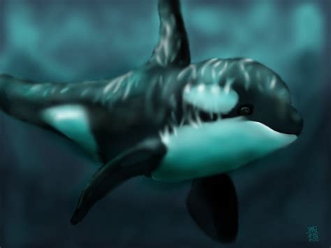 Orca By Digitalchet On Deviantart