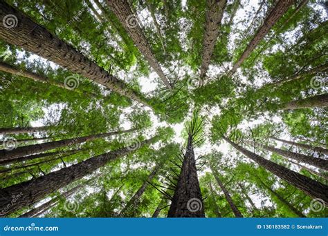 Tree Canopy Stock Photo Image Of Redwood Foilage Trunks 130183582