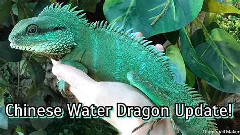 My Amazing Chinese Water Dragon Ozzie Update Youtube