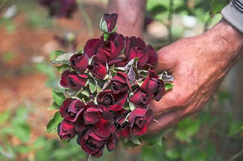 Turkey Black Rose Producers Chase Sweet Smell Of Success The Star