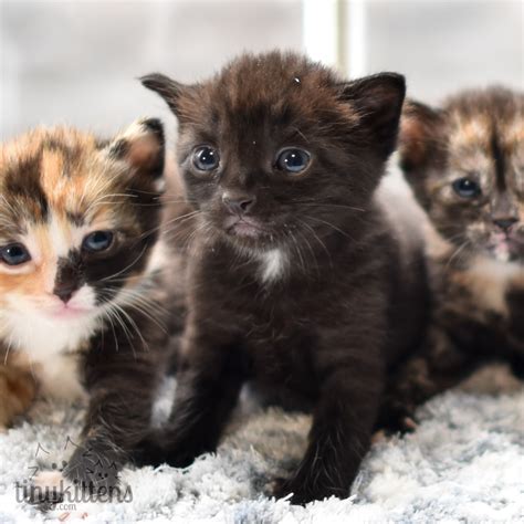 TinyKittens Society - rescue kitten TV