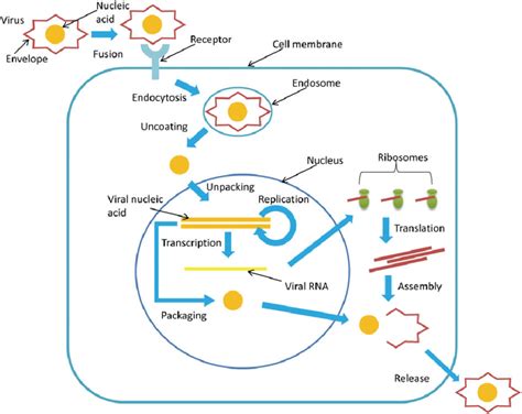 What Are The Different Phases Of Virus Explain