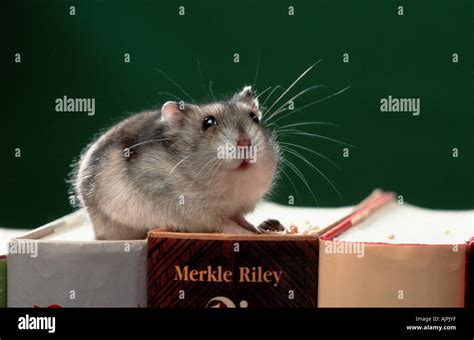 Dwarf Hamster On Books Phodopus Sungorus Siberian Hamster Russian