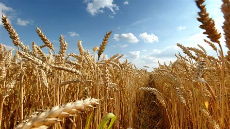 Wallpaper Sunlight Plants Field Crops Wheat Cereal Agriculture