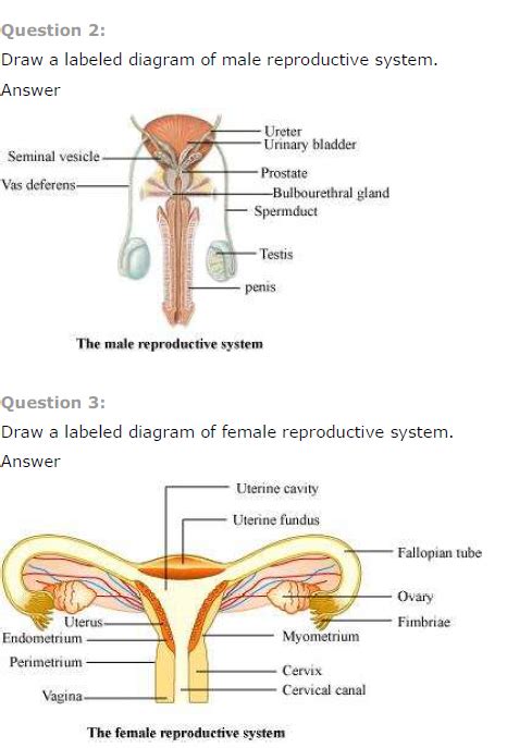 Diagram Male Reproductive System Diagram Blank And Answers Mydiagram Online