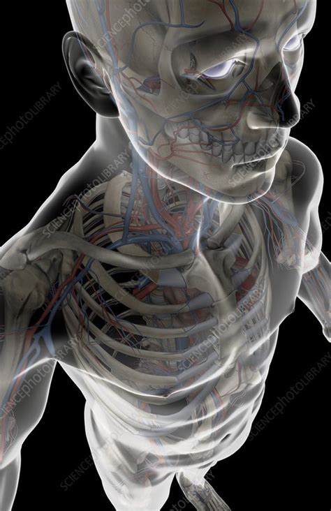 All cells in the body need oxygen and the vital nutrients found even before physical activity begins, your heart may speed up in anticipation of what is to come. The blood vessels of the upper body - Stock Image - C008 ...