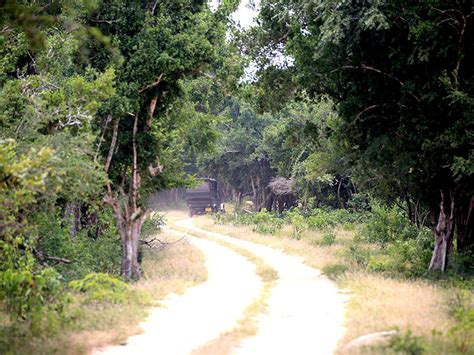 Bird Watching Tours In Kumana National Park Safari Tours In Sri Lanka