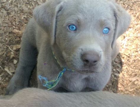 This same thing happened to me. Chocolate Lab Puppies For Sale In Eastern Nc | Top Dog Information