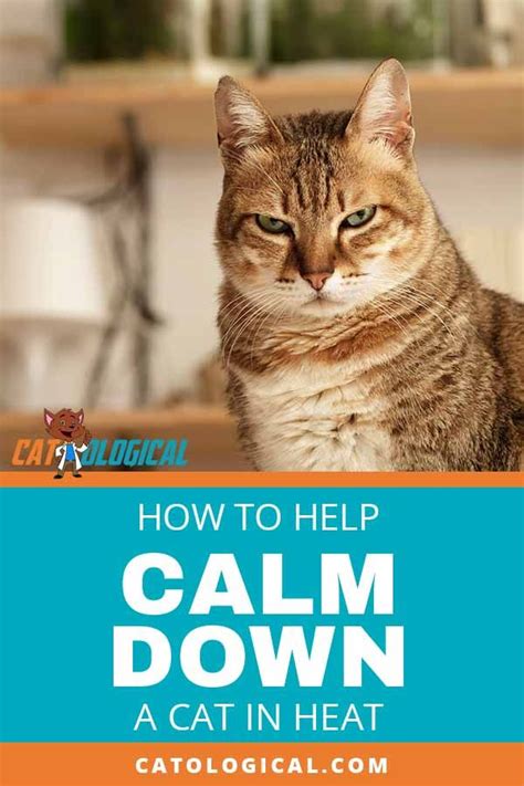 How To Help Calm Down A Cat In Heat Calming Remedies Cat In Heat