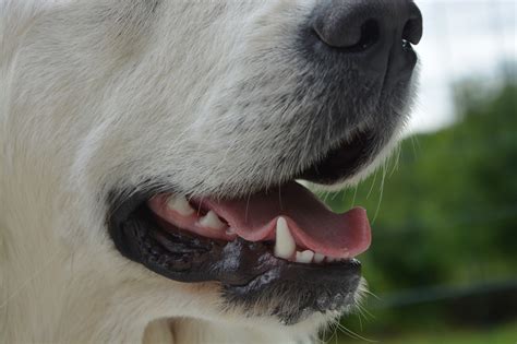 Living with your dog's gum disease. Dental Disease in Dogs | Teeth Problems, Gum Disease ...