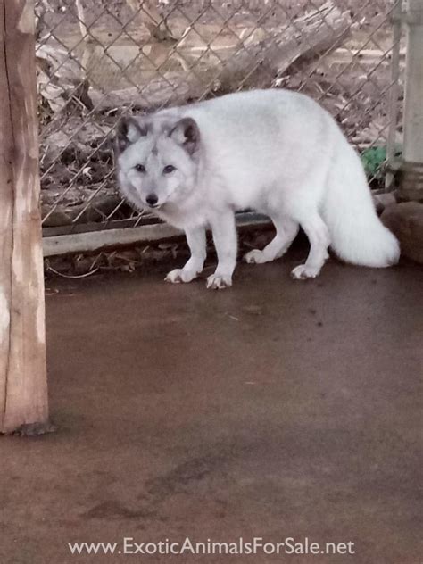 Proven Pair Of Artic Foxes For Sale