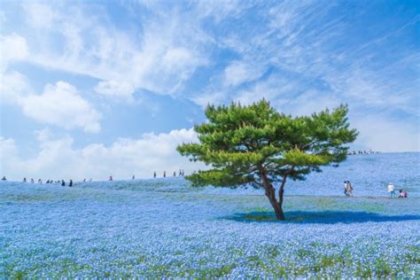 Blue Japan Sky Trees Blue Flowers Hd Wallpapers Desktop And