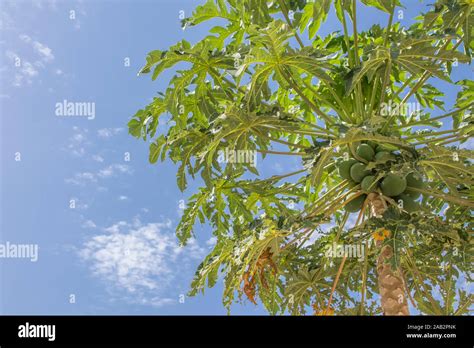 View Of Papaya Tree With Detailed Growing Papayas Typically Tropical