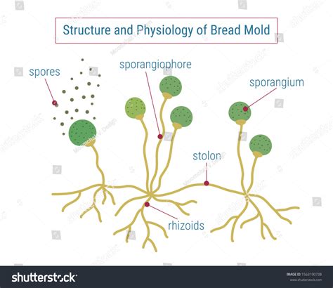 Structure Physiology Fungi Anatomy Mold Diagram Stock Vektorgrafik Lizenzfrei 1563190738