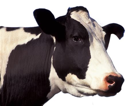 Cow Png Transparent Image Download Size 1140x889px