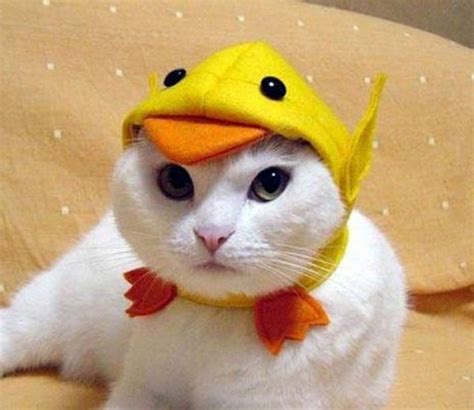 Cute Cat With A Duck Hat