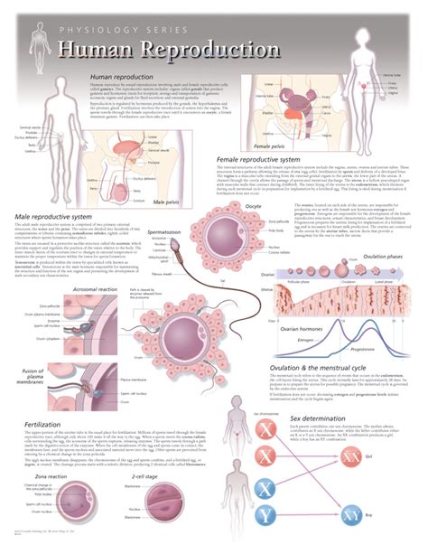Human Reproduction Poster Clinical Charts And Supplies