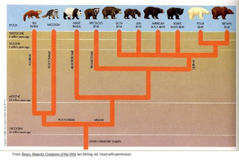 Evolution Polar Bears