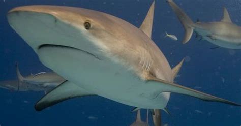 Why Are We Amazed By Sharks Humans Cant Control Them