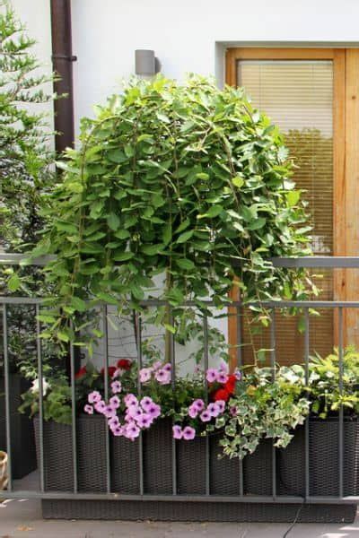 A Balcony With Potted Plants And Flowers On The Railing Next To A Door