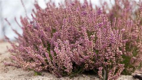 Plant Adaptations In The Tundra Sciencing