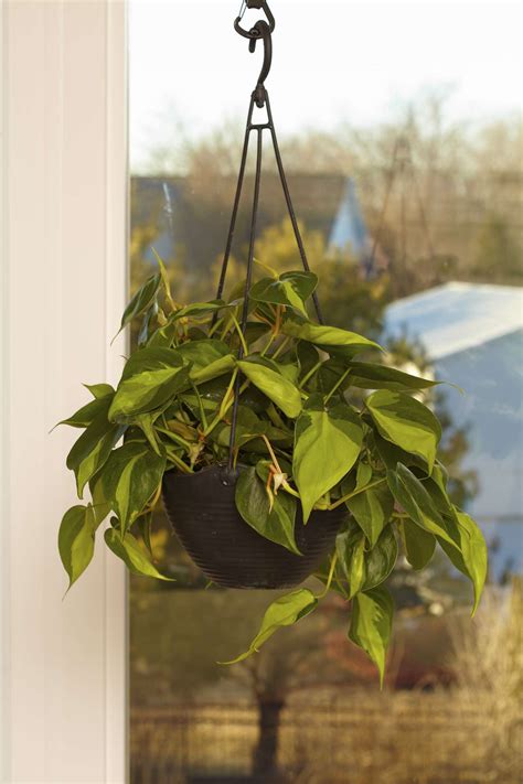 17 Plants Perfect For Hanging In Your Home Better Homes And Gardens