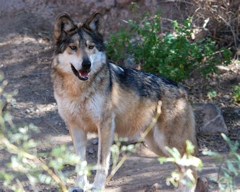 Mexican Gray Wolf Frugalchariots Blog