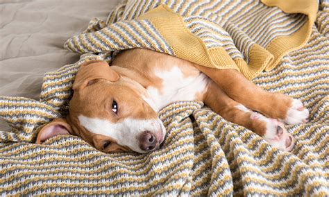 What Is Thrombocytopenia In Dogs Causes Symptoms And Treatments